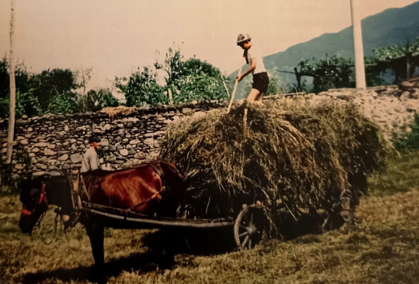 colicocontadina4.jpg (326 KB)