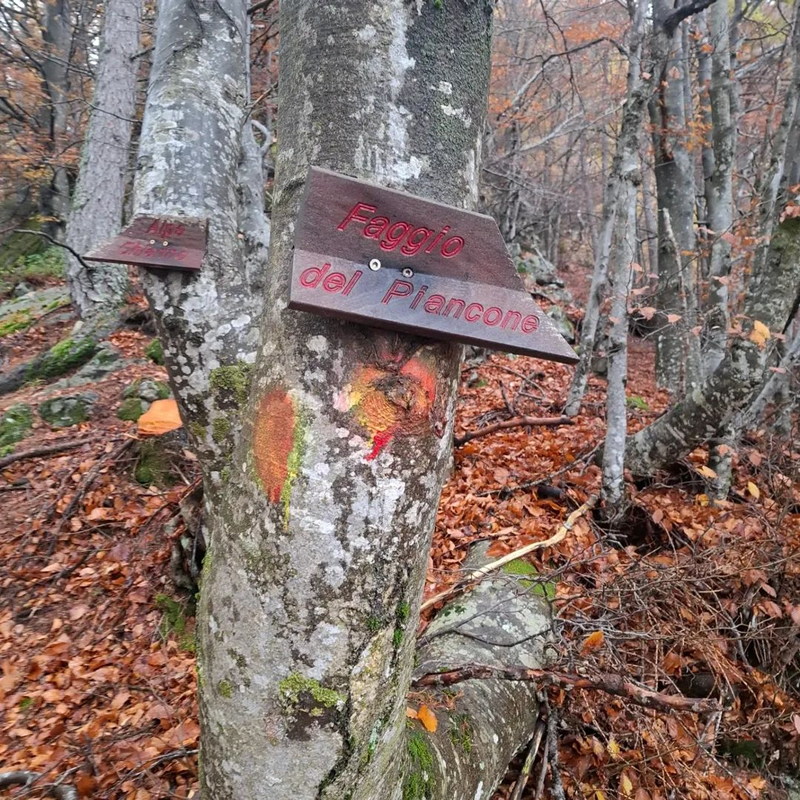 faggio__1_.jpg (606 KB)