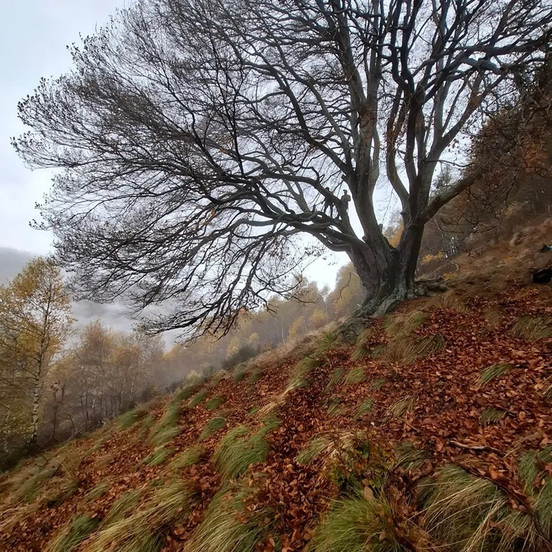 faggio__5_.jpg (621 KB)