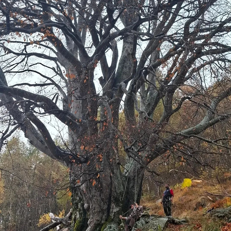 faggio__6_.jpg (589 KB)