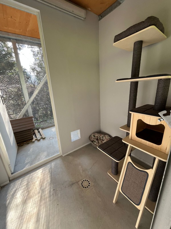 Lecco_gattile.jpeg (111 KB)