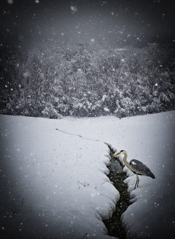 cartolineneve19febbraio2.jpg (101 KB)