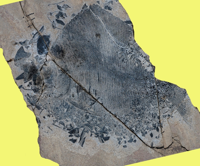 fossilitintori_07.jpg (505 KB)