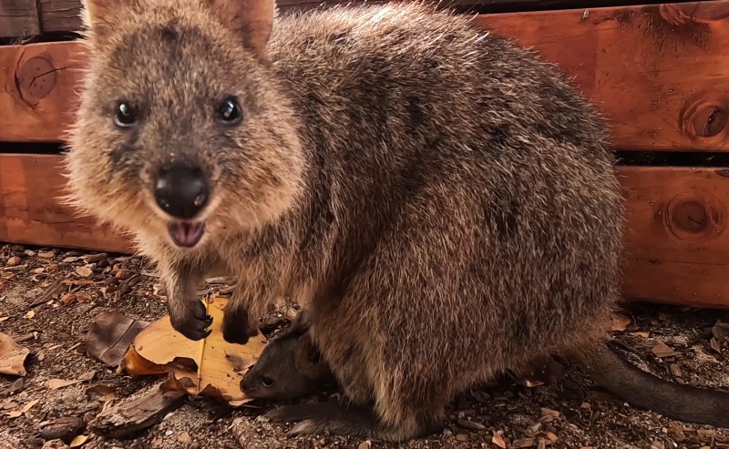 foto_2_quokka.jpg (140 KB)